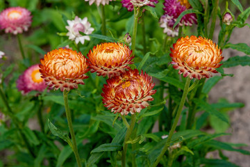Helichrysum paper daisy straw flower.