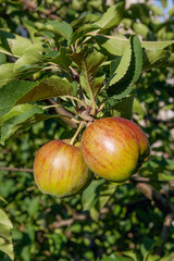 Shiny delicious apples hanging from a tree branch in an apple or
