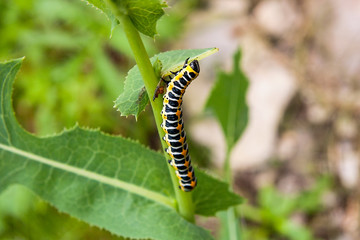 Beautiful black and yellow caterpillar creeps on a green branch.