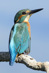Kingfisher