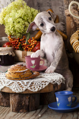 small English hound, whippet