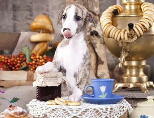 small English hound, whippet