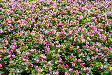 Fototapeta premium Pink flower for background