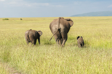 African elephants family with baby calf in savanna, Masai Mara national park, Kenya
