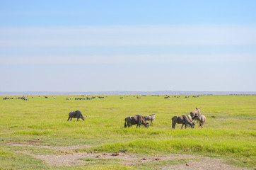 Wildebeest antelopes in savanna, Kenya, Africa

