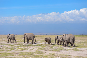 Beautiful Kilimanjaro mountain and elephants, Kenya, Amboseli national park, Africa
