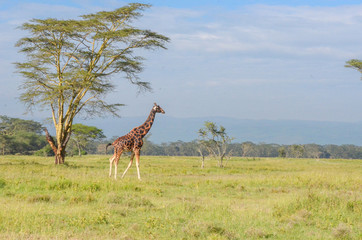 Giraffe in savanna in national park, Kenya, Africa
