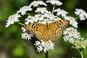 Obraz premium Großer Perlmutterfalter