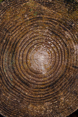 Fototapeta premium Wood texture of cutted tree trunk.