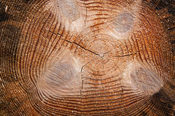 Wood texture of cutted tree trunk.