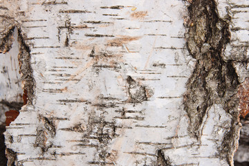 Birch bark texture as abstract background