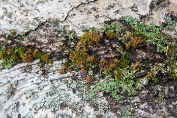 Bark with moss and fungus as background texture