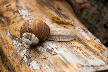 Helix pomatia, common names the Burgundy snail, Roman snail, edi