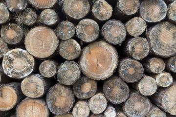 lagerndes Holz im Wald