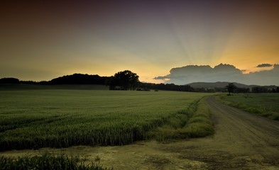 Obraz premium Beautiful summer sunset over the fields and forest