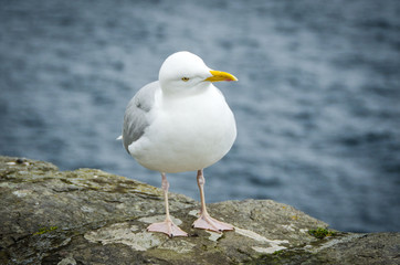 Möwe
