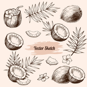 Vector coconut hand drawn sketch with palm leaf.  Sketch vector tropical food illustration. Vintage style