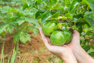 passion fruit on tree