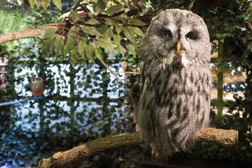 カラフトフクロウ