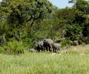 Eine Elefantenfamilie im Busch/Eine Elefantenfamilie im Kr&uuml;ger Nationalpark in S&uuml;dafrika, gro&szlig;e und kleine Elefanten