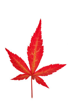 Red Maple Leaf Isolated