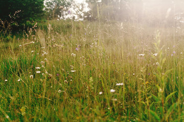 sunny beautiful meadow of wildflowers in sun rays in summer moun