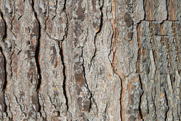 Bark texture of pine or Neapolitan Mediterranean pine