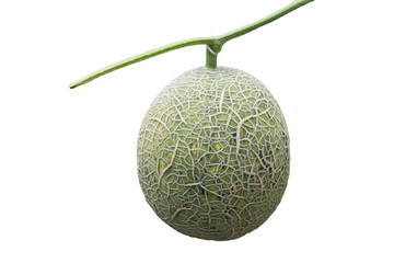 Close up Melon in farm