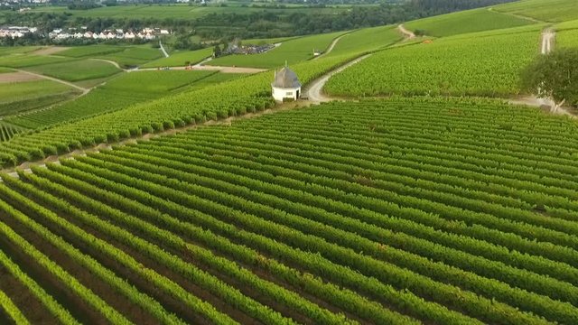 Aerial view of vineyards at dawn - Rheingau-Taununs area, Germany