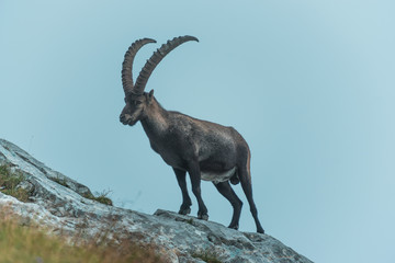 Steinbock