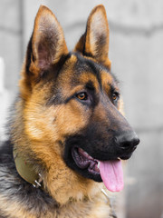 dog breed the German Shepherd