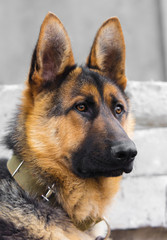 dog breed the German Shepherd