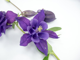 aquilegia