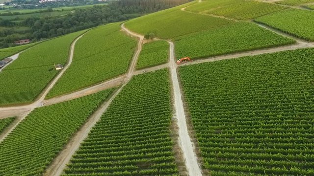 Aerial view of vineyards at dawn - Rheingau-Taununs area, Germany