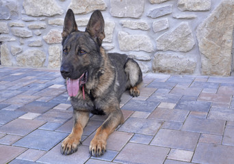 German shepherd lying