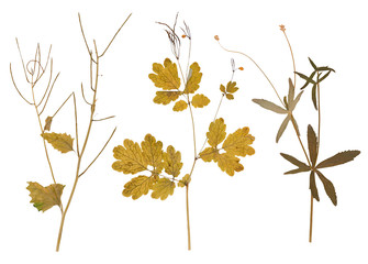 Set of wild dry pressed flowers and leaves