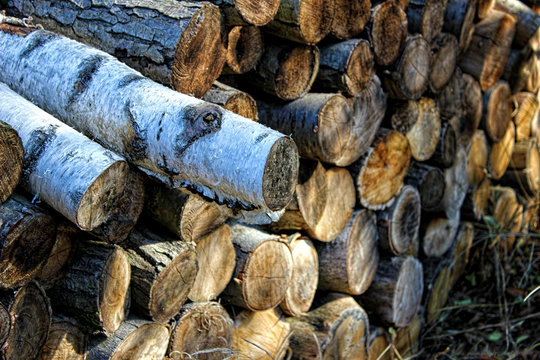 Holz