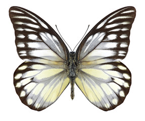 Butterfly Prioneris thestylis on a white background