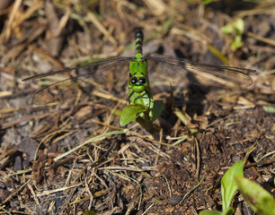Large dragonfly