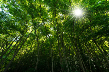Fototapeta na wymiar Green forest with sun rays in summer. Levico Terme, Trentino Alto Adige, Italy