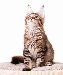 Portrait of domestic black tabby mackerel Maine Coon kitten - 3,5 months old. Cat isolated on white background.
