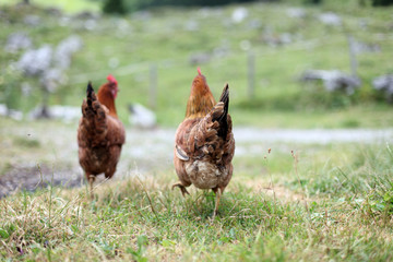 Freilaufende Bio Hühner mit Hahn