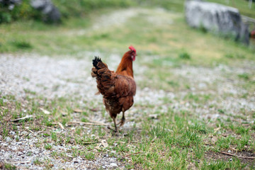 Freilaufende Bio Hahn