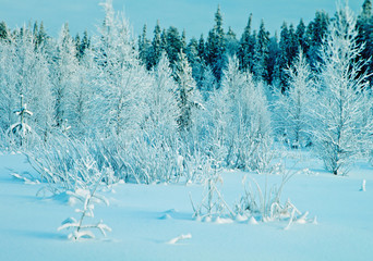 Winter landscape