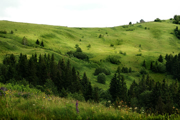 beautiful view of mountains hills and trees, summer travel conce