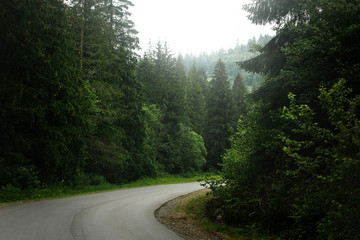 beautiful view of road among trees in forest light, moody atmosp