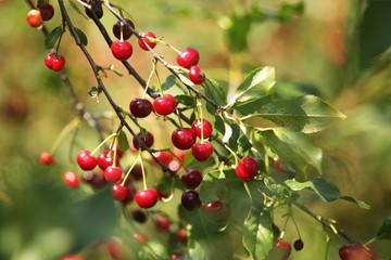 Ripening cherries on orchard tree