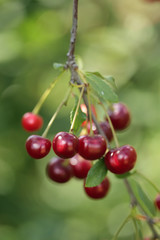 The branch of cherries with berries and leaves