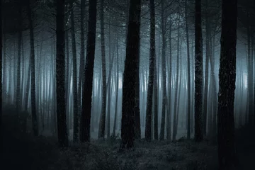Vlies Fototapete Wälder Dunkler Nebelwald