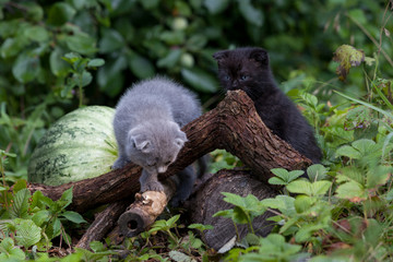 scottish fold young kitten seats
